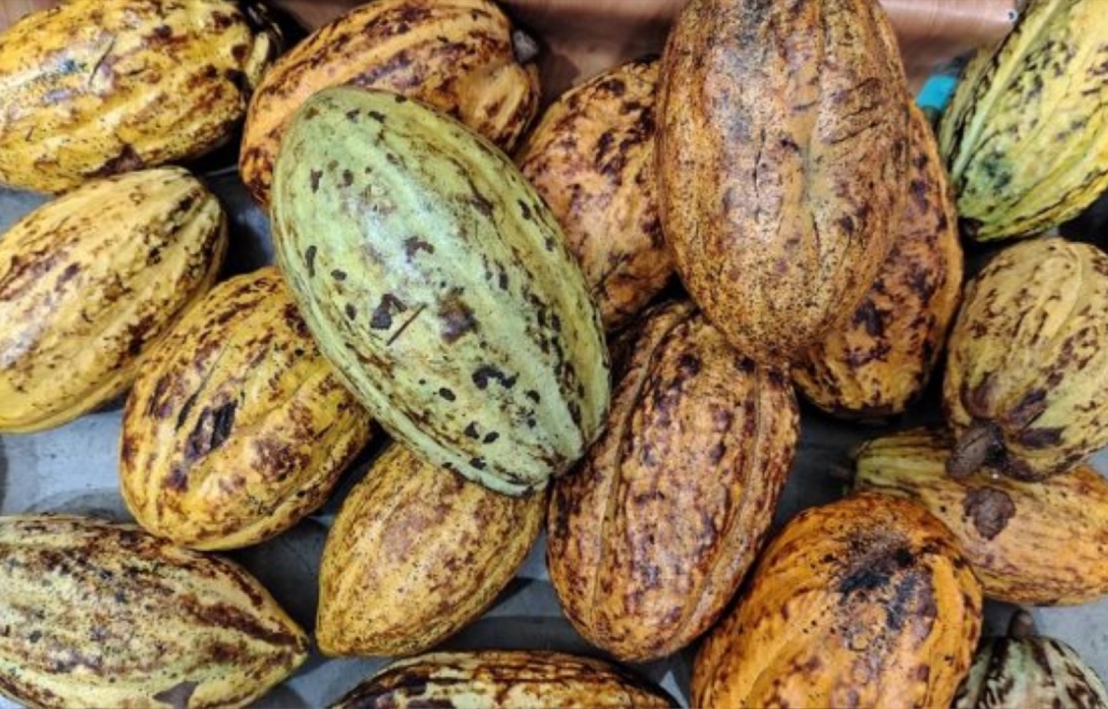 Preços do cacau em Tucumã e São Félix do Xingu seguem próximos à média do Pará no fim da 1ª quinzena de outubro